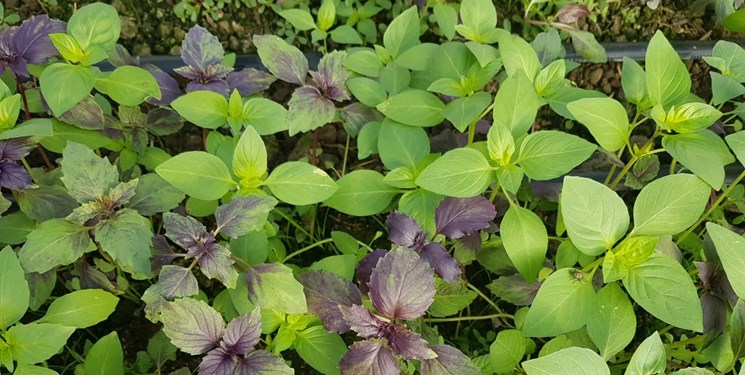 کشت طلای سبز در جویبار