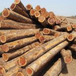 جوابیه اداره منابع طبیعی شهرستان آمل به خبر قطع درختان جنگلی