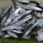 صید بیش از ۴۹۳۰ تن ماهی کیلکا در مازندران