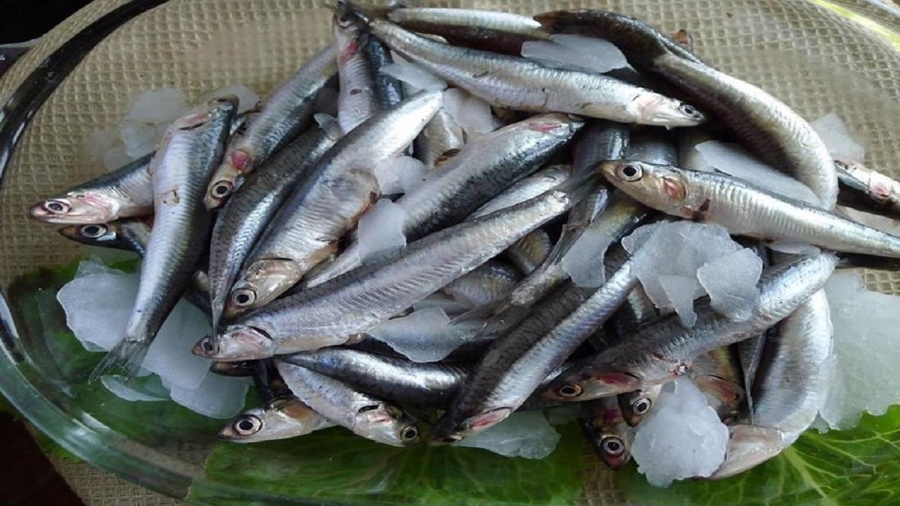 صید  سه هزار تنی کیلکا در دریای مازندران