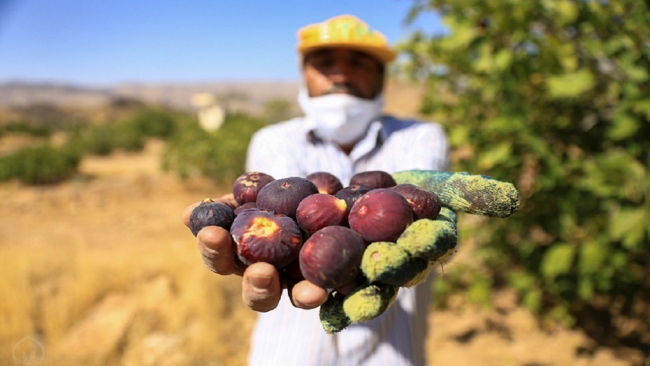احداث بزرگترین باغ مجتمع انجیر در گلوگاه