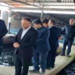 افتتاح پروژه پرورش ماهیان خاویاری در آمل