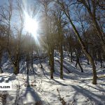 جنگل گلوگاه در زمستان