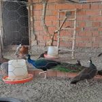 پرورش انواع پرندگان زینتی در گلوگاه