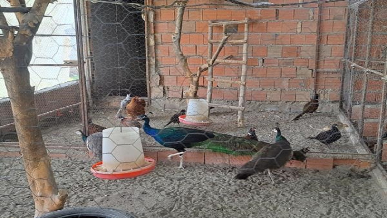پرورش انواع پرندگان زینتی در گلوگاه