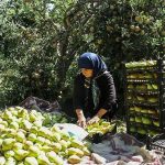 محصول گلابی ۴۲۰ میلیارد ریال برای باغداران نوشهر درآمدزایی کرد