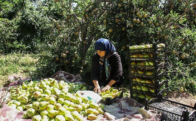 محصول گلابی ۴۲۰ میلیارد ریال برای باغداران نوشهر درآمدزایی کرد