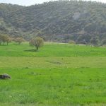 خلع ید ۱۲ هزار مترمربع از اراضی ملی بهشهر