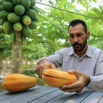 بازار داغ صادرات «پاپایا» از مازندران