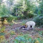ماجرای خرس سفید در مازندران چه بود؟