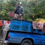 برداشت مرکبات از باغات شهرستان سوادکوه شمالی