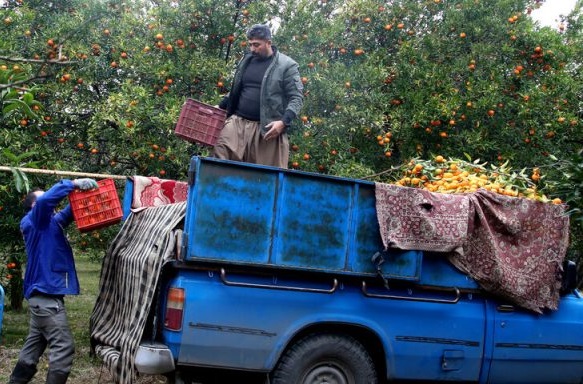 برداشت مرکبات از باغات شهرستان سوادکوه شمالی