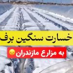 خسارت برف به کشاورزان و تولید کنندگان
