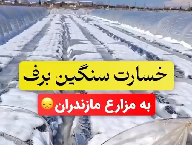 خسارت برف به کشاورزان و تولید کنندگان