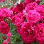 برگزاری جشنواره برداشت گل محمدی و گلابگیری در بابل
