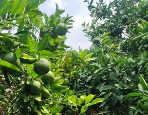 مبارزه شیمیایی علیه «بالشک مرکبات» در مازندران آغاز شد