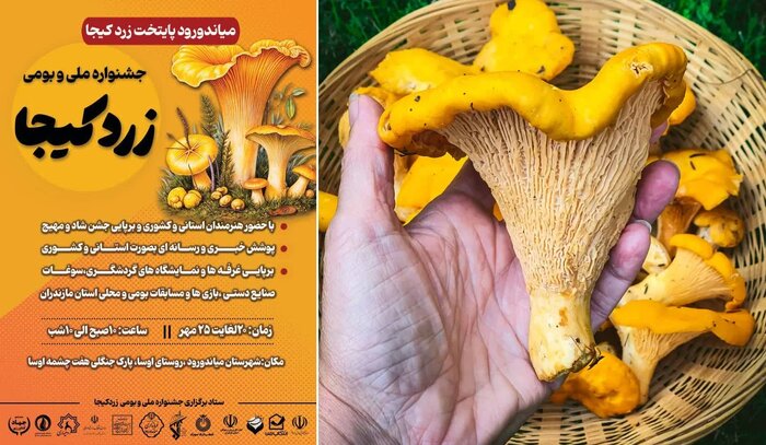 جشنی برای زرد کیجا