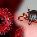 دستگاه تشخیص بیماری «تب کریمه کنگو» در مازندران ساخته شد