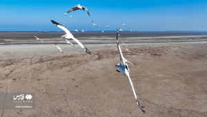 برشی از زندگی پرندگان مهاجر در میانکاله