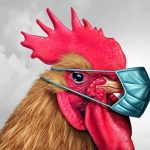 دامپزشکی نسبت به شیوع بیماری آنفلوانزا پرندگان در مازندران هشدار داد