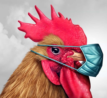 دامپزشکی نسبت به شیوع بیماری آنفلوانزا پرندگان در مازندران هشدار داد