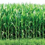 برگزاری چهارمین جشنواره نیشکر در بهنمیر