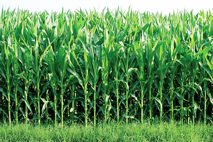 برگزاری چهارمین جشنواره نیشکر در بهنمیر